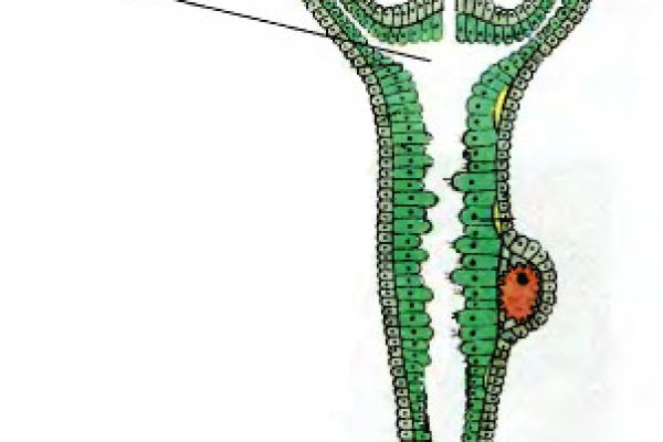 Кракен даркнет ссылка зеркало